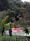 Humming Birds at Savegre Mountain